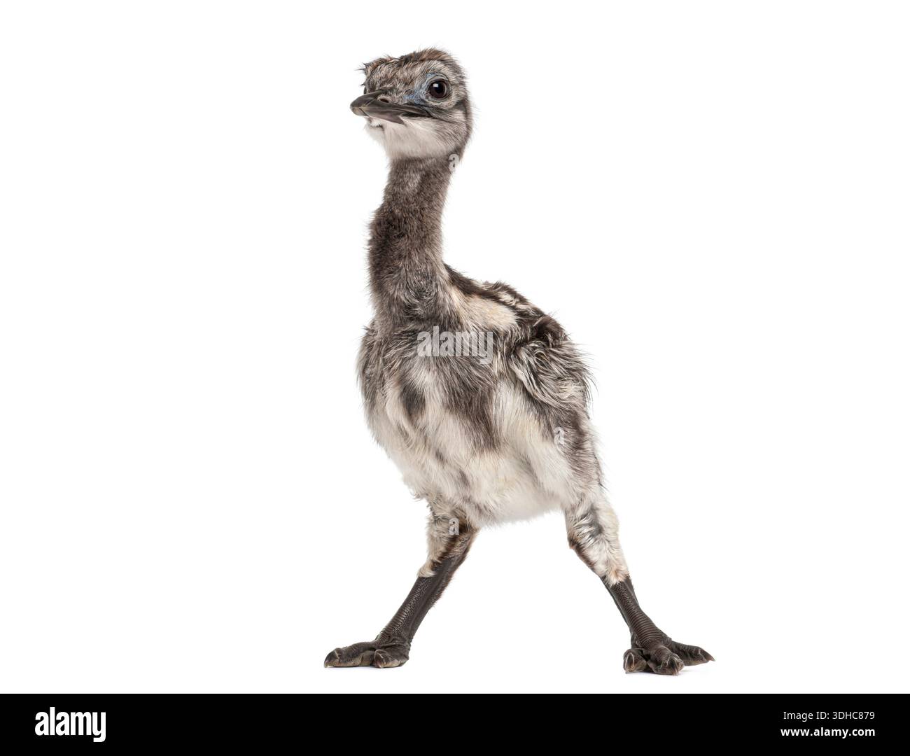 Showcasing unique plumage hi-res stock photography and images - Alamy