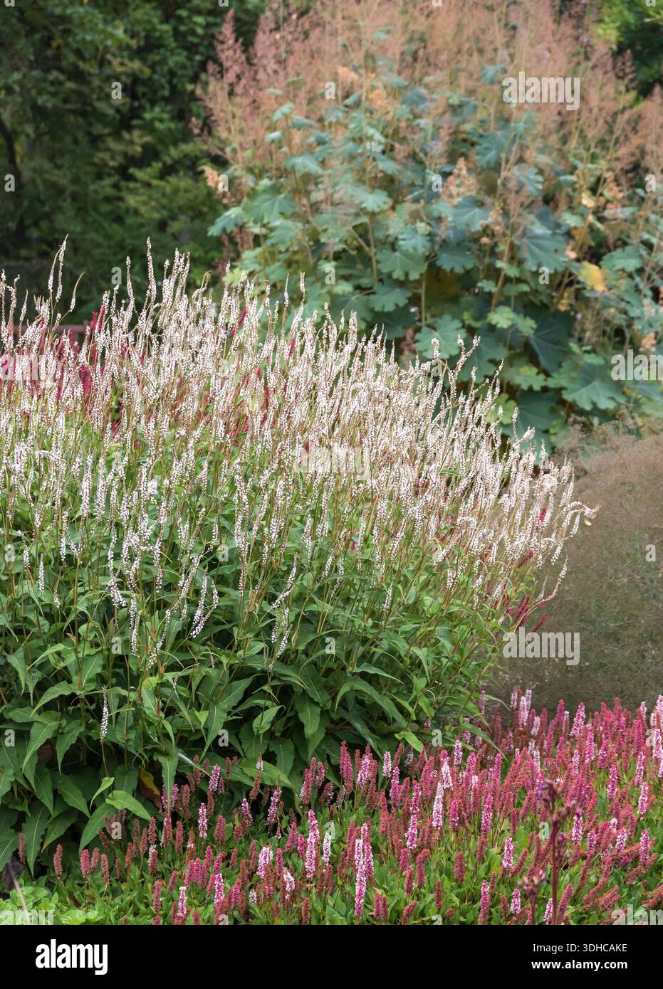 Kerzen-Knöterich (Persicaria amplexicaulis 'Alba') Stock Photo