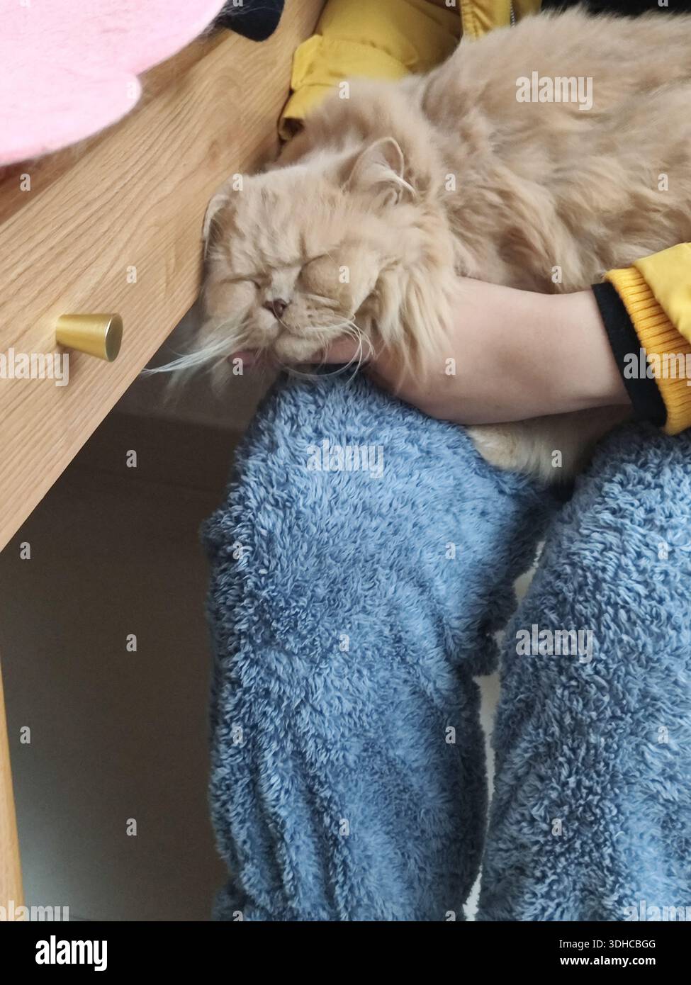 A fluffy Persian cat peacefully sleeping on a person's lap Stock Photo