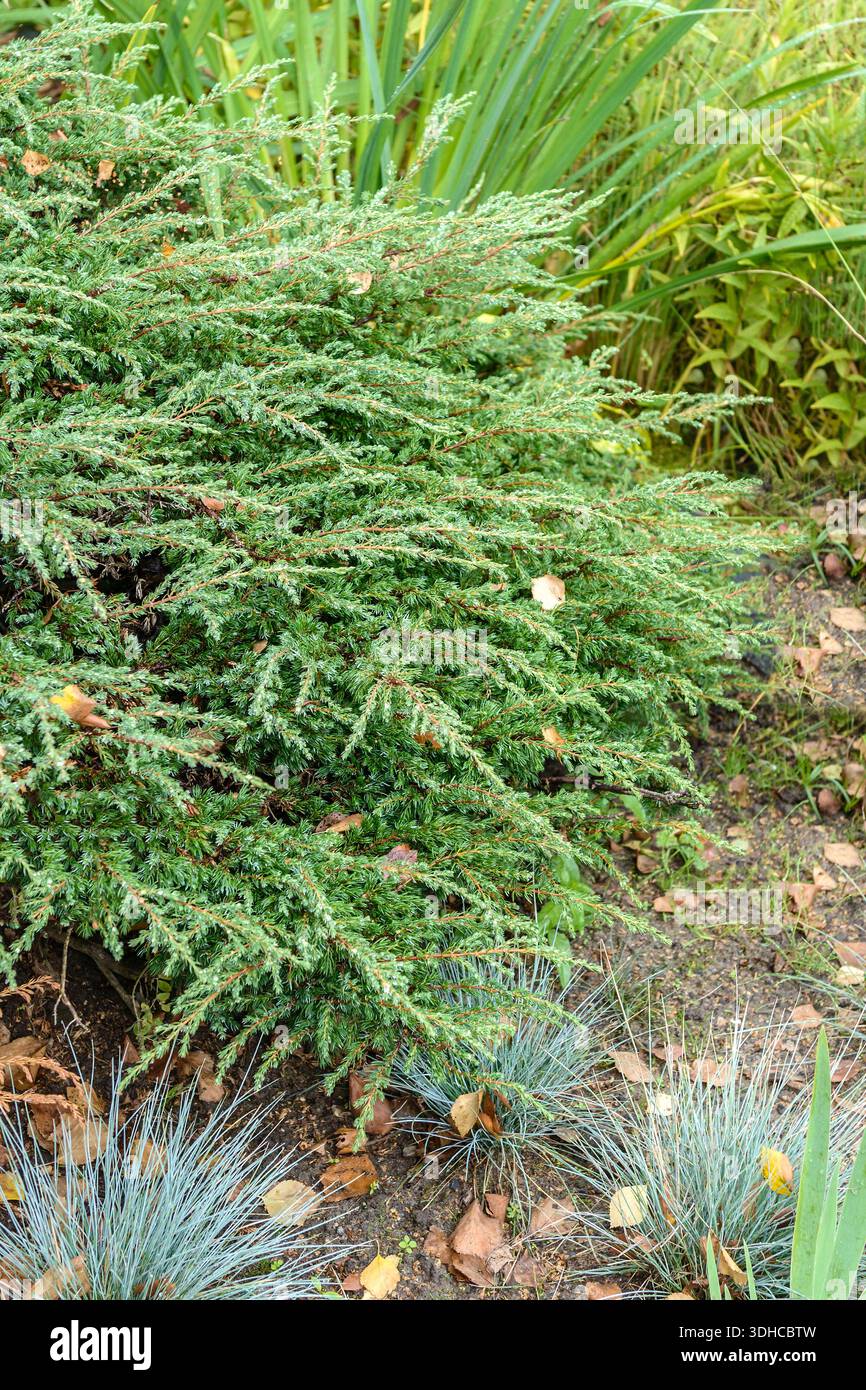 Kriech-Wacholder (Juniperus communis 'Repanda' Stock Photo - Alamy