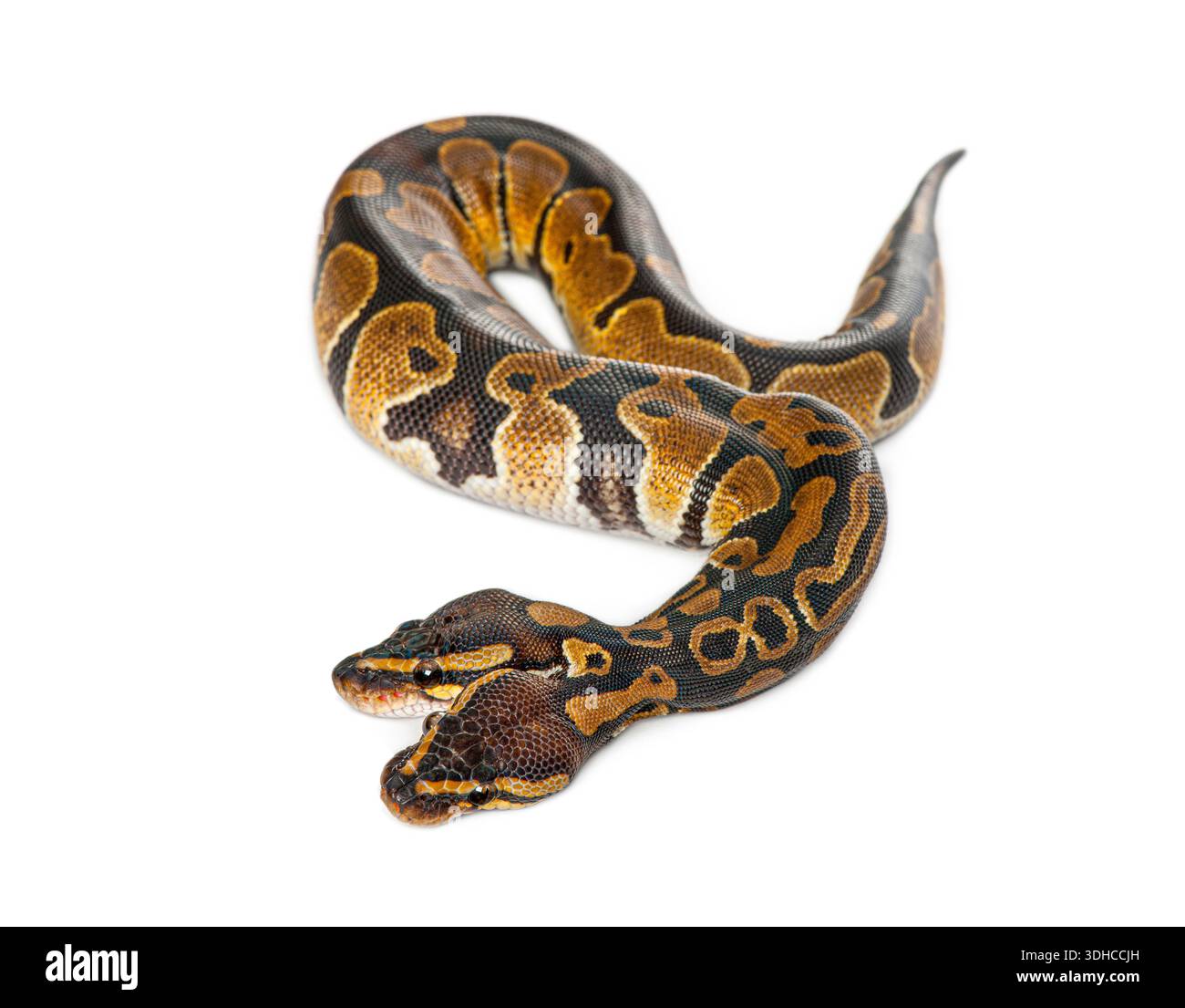 premium photo | two-headed python royal python or ball... Two headed ball python, Python Regius, displaying bicephaly deformity ...