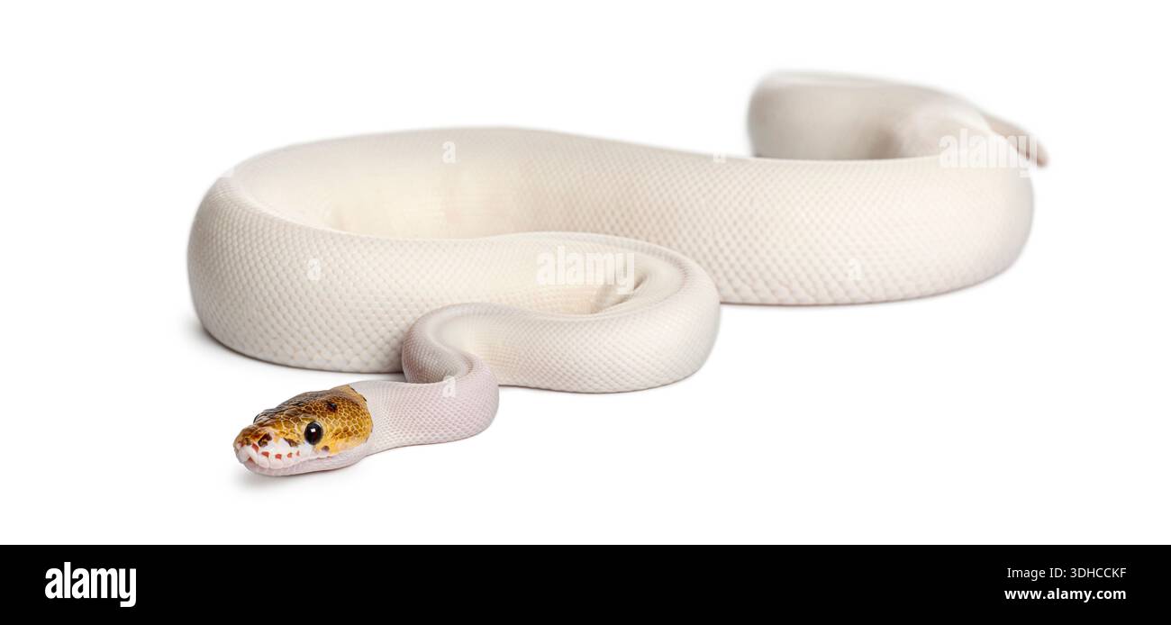 pied spider Royal python resting on a clean white backdrop Stock Photo