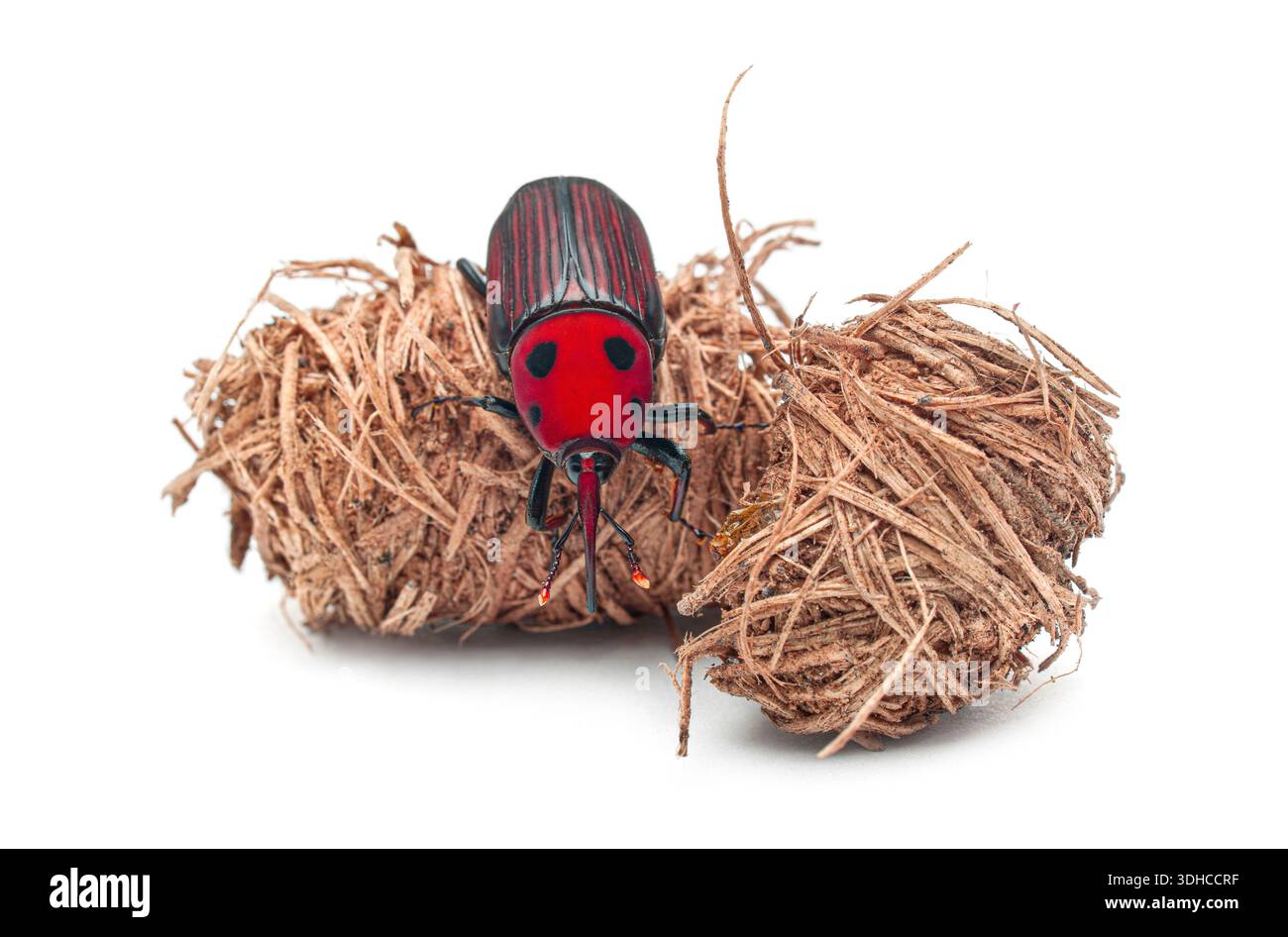 Red palm weevil, Rhynchophorus ferrugineus, a destructive agricultural ...