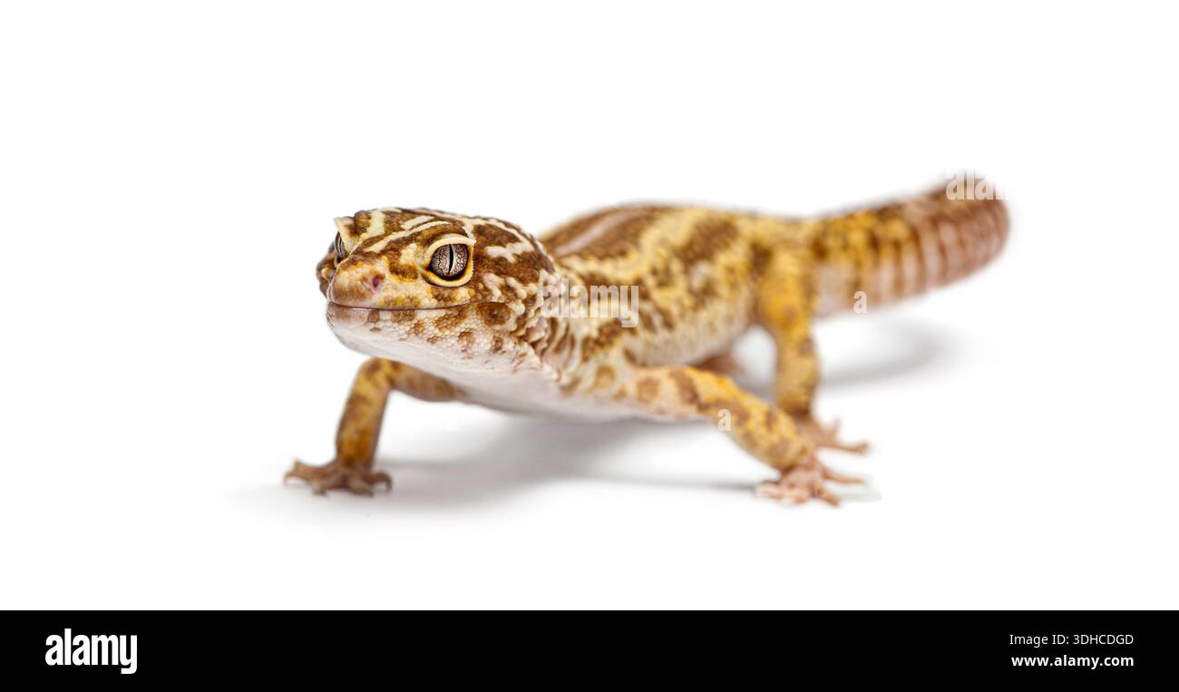 Albinos stripped Leopard gecko posing on a white backdrop, capturing its distinctive spotted skin Stock Photo