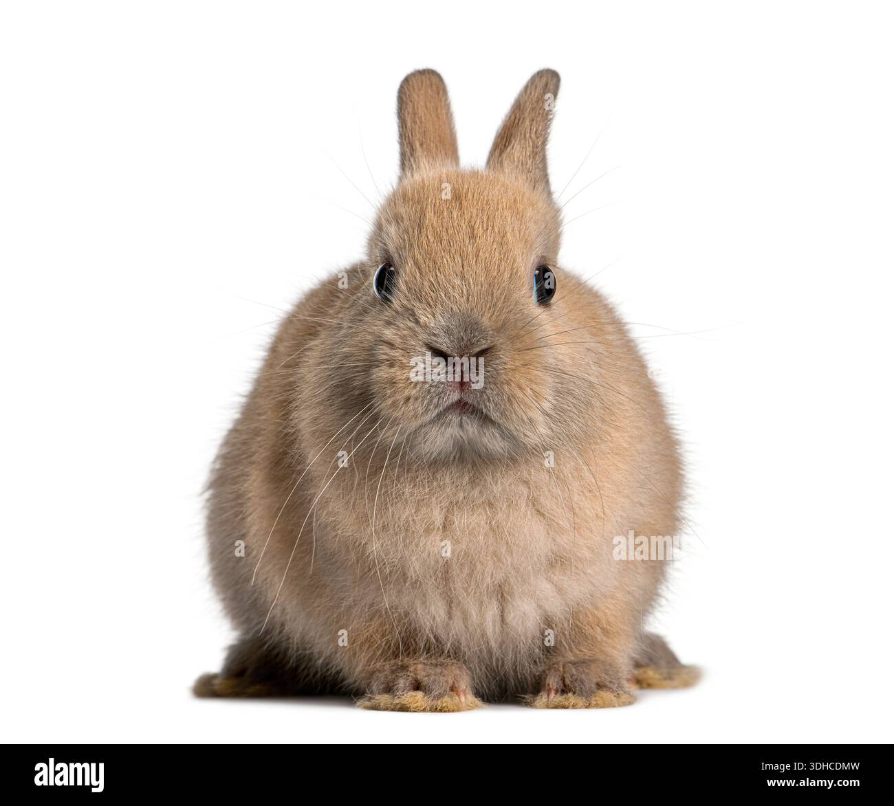 Brown dwarf rabbit sitting with furry body and long ears on a pure ...