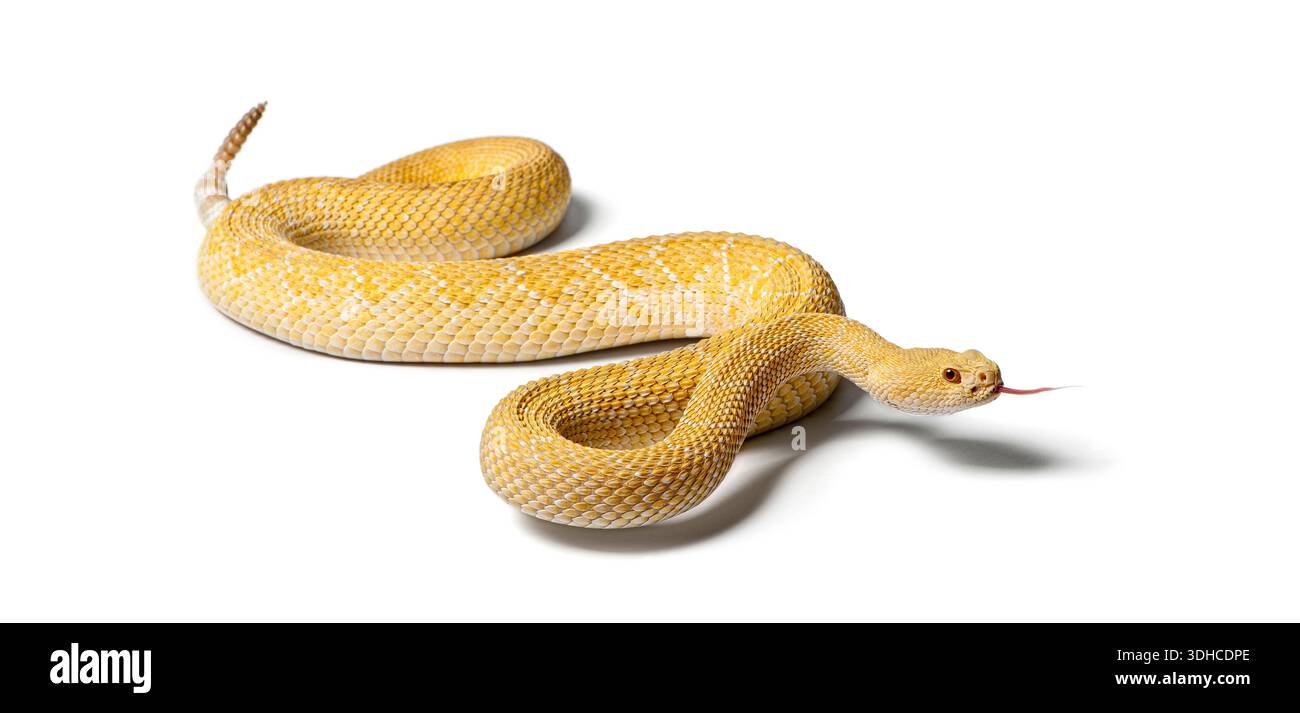 albinos western diamondback rattlesnake, Crotalus atrox, crawling on a ...
