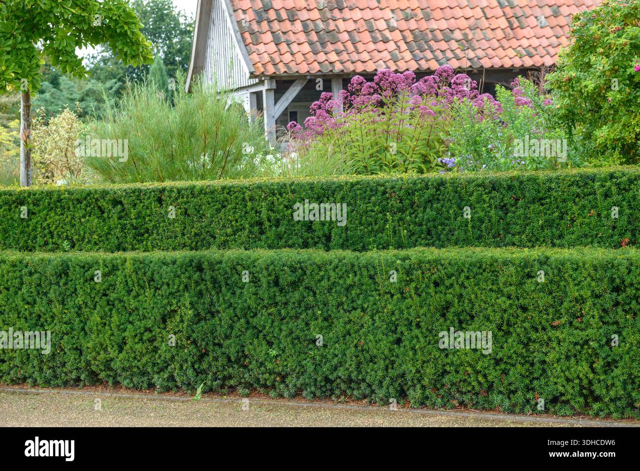 Eibe garten hi-res stock photography and images - Alamy