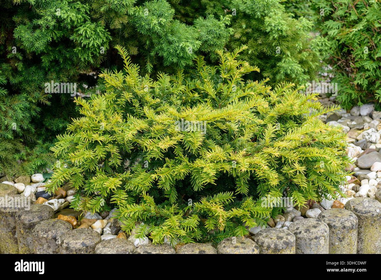 thuja smaragd 180 cm Thuja 