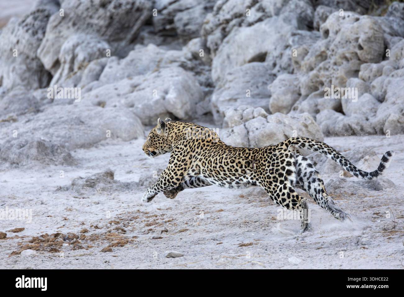 Africa cat running leopard hi-res stock photography and images - Alamy