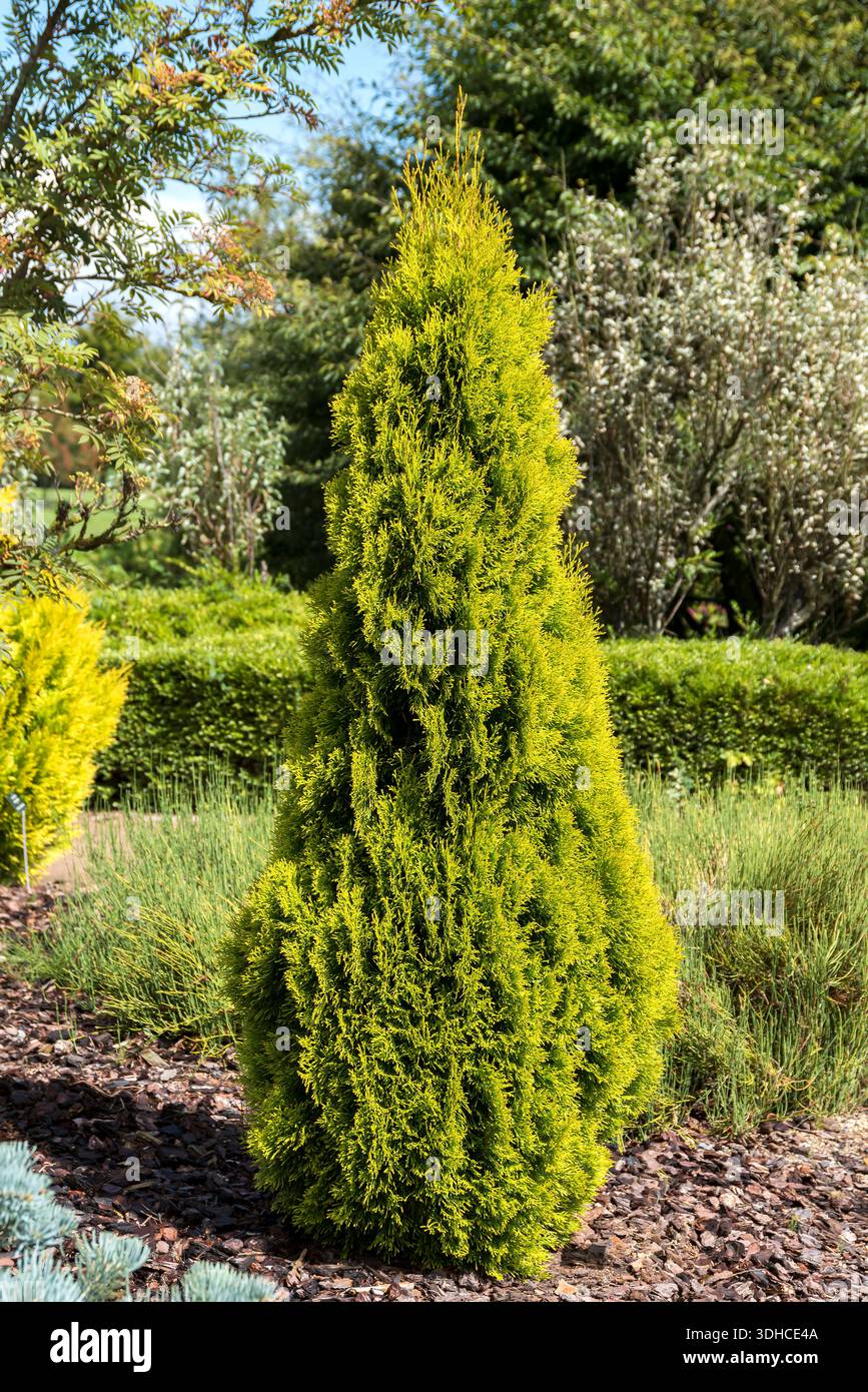 Abendlndischer Lebensbaum (Thuja occidentalis GOLDEN SMARAGD Stock Photo -  Alamy