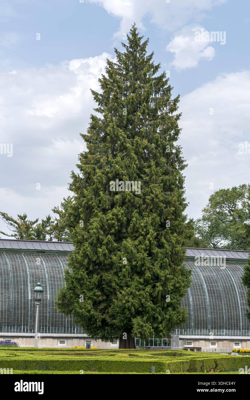 Riesen lebensbaum hi-res stock photography and images - Alamy