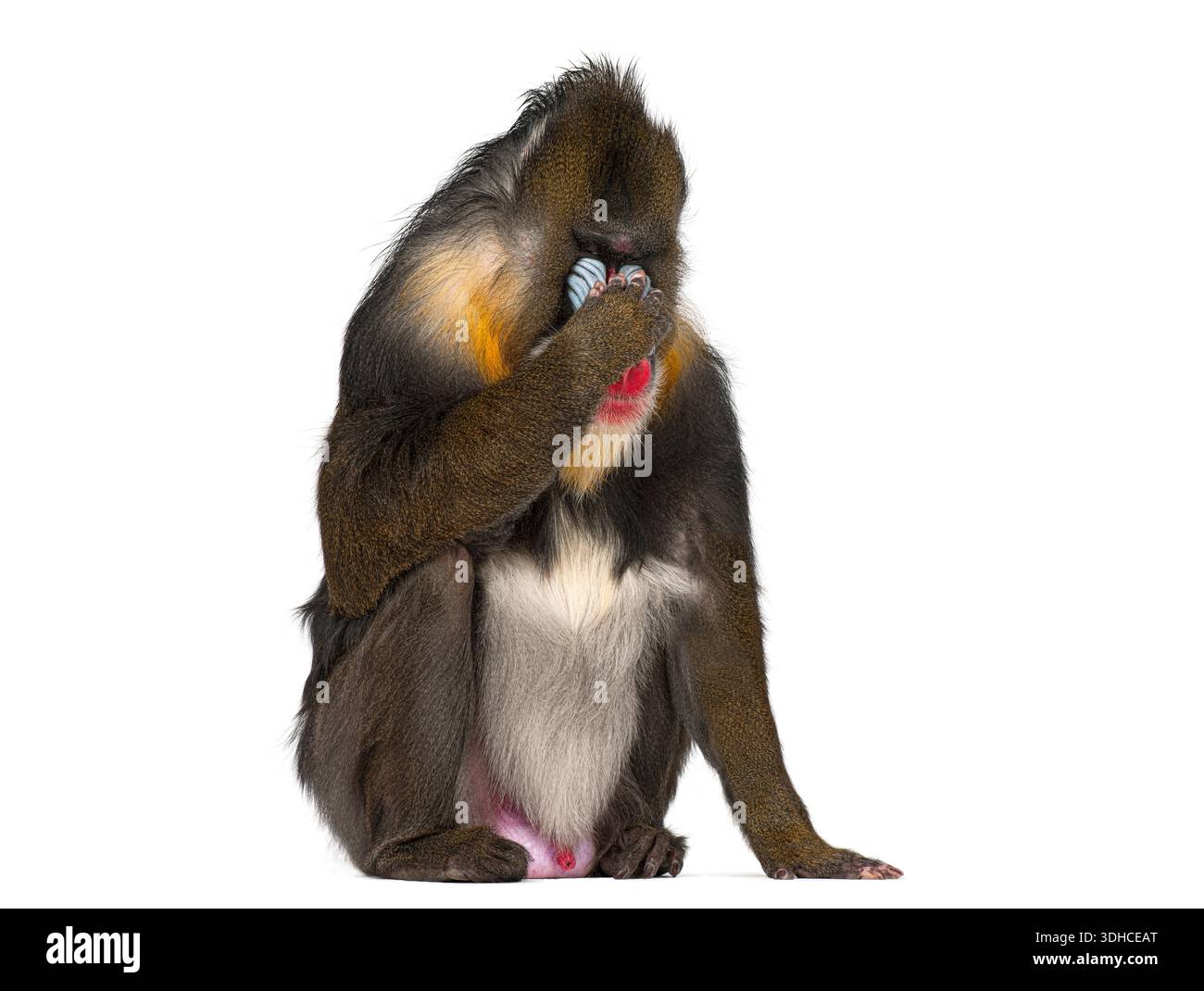 Mandrill monkey hi-res stock photography and images - Page 12 - Alamy