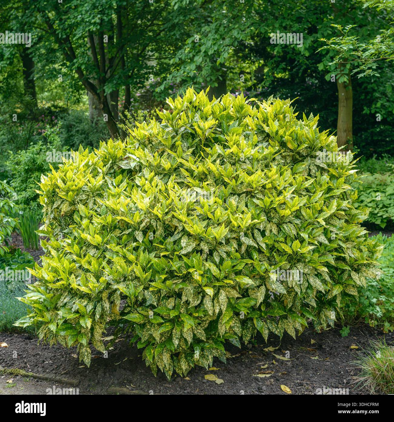 Aucuba japonica crotonifolia hi-res stock photography and images - Alamy
