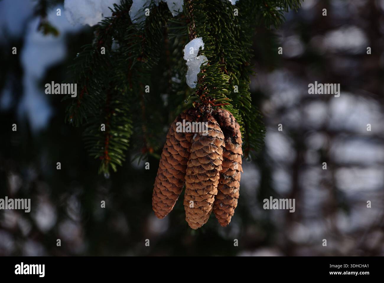 Three pine cons Stock Photo