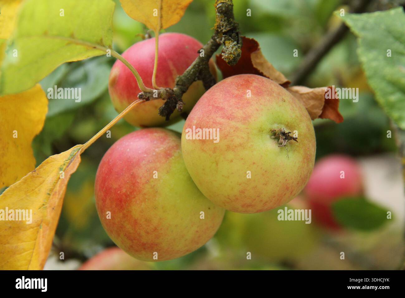 Three Healthy Apples on an Orchard Fruit Tree. Stock Photo