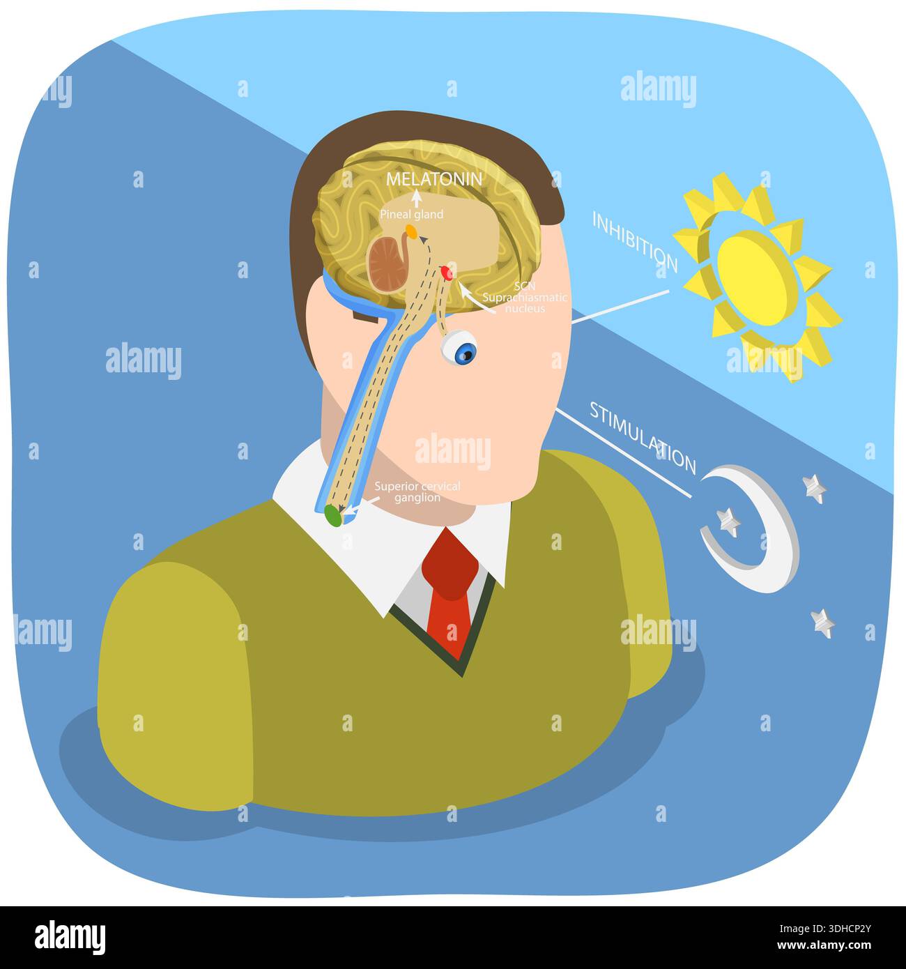 3D Isometric Flat Illustration of Natural Sleep-wake Biological Process ...