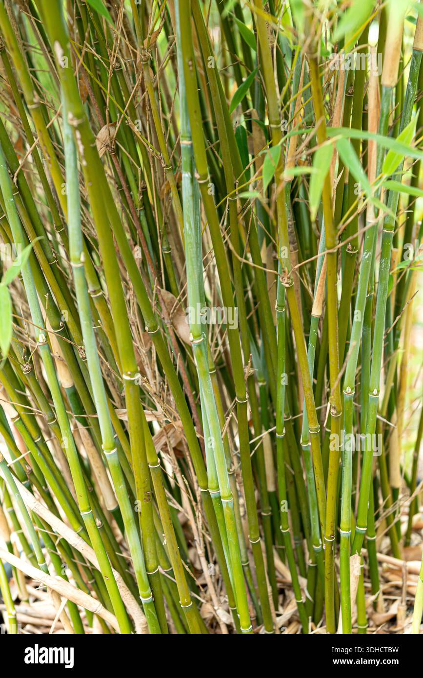 Muriels Schirmbambus (Fargesia murieliae 'Dino' Stock Photo - Alamy