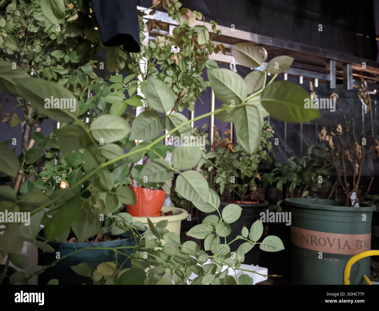 Plants intricate leafy structure hi-res stock photography and images ...