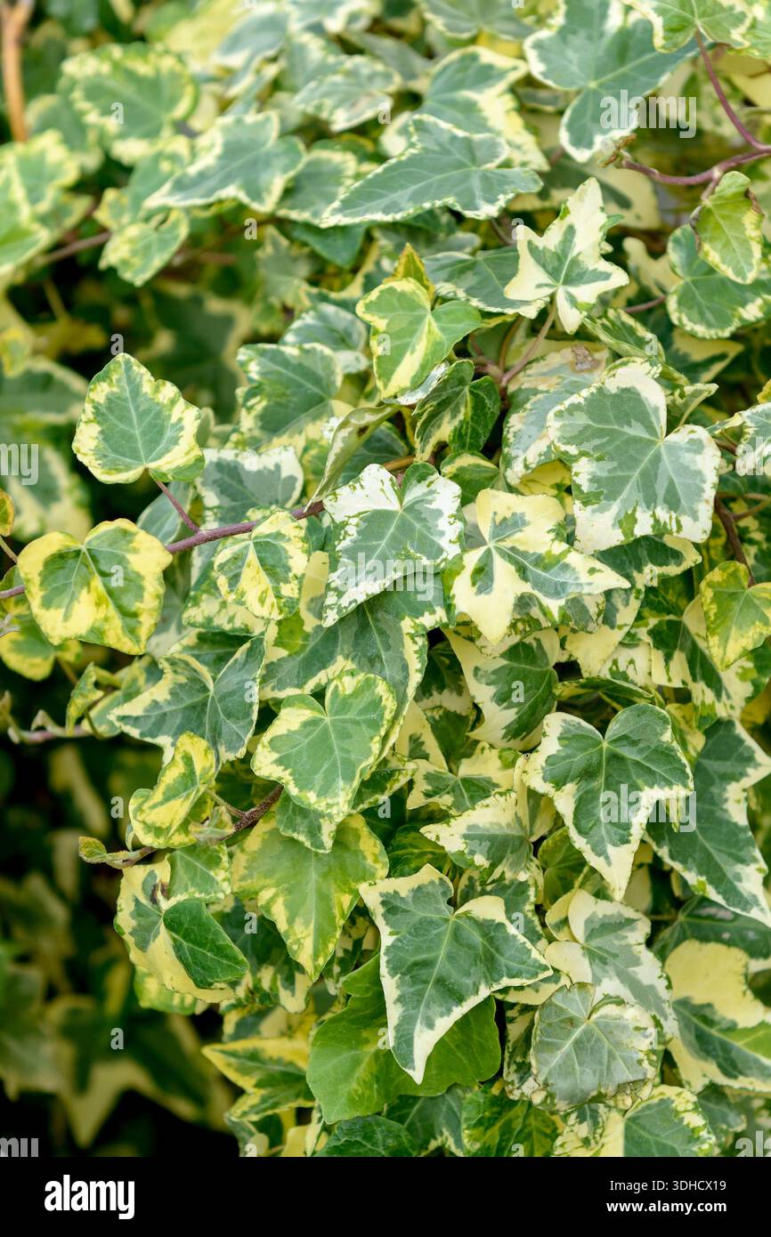 Hedera helix midas touch hi-res stock photography and images - Alamy