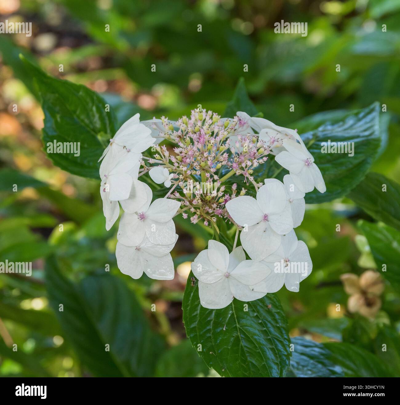 Teller-Hortensie (Hydrangea macrophylla 'Lanarth White') Stock Photo