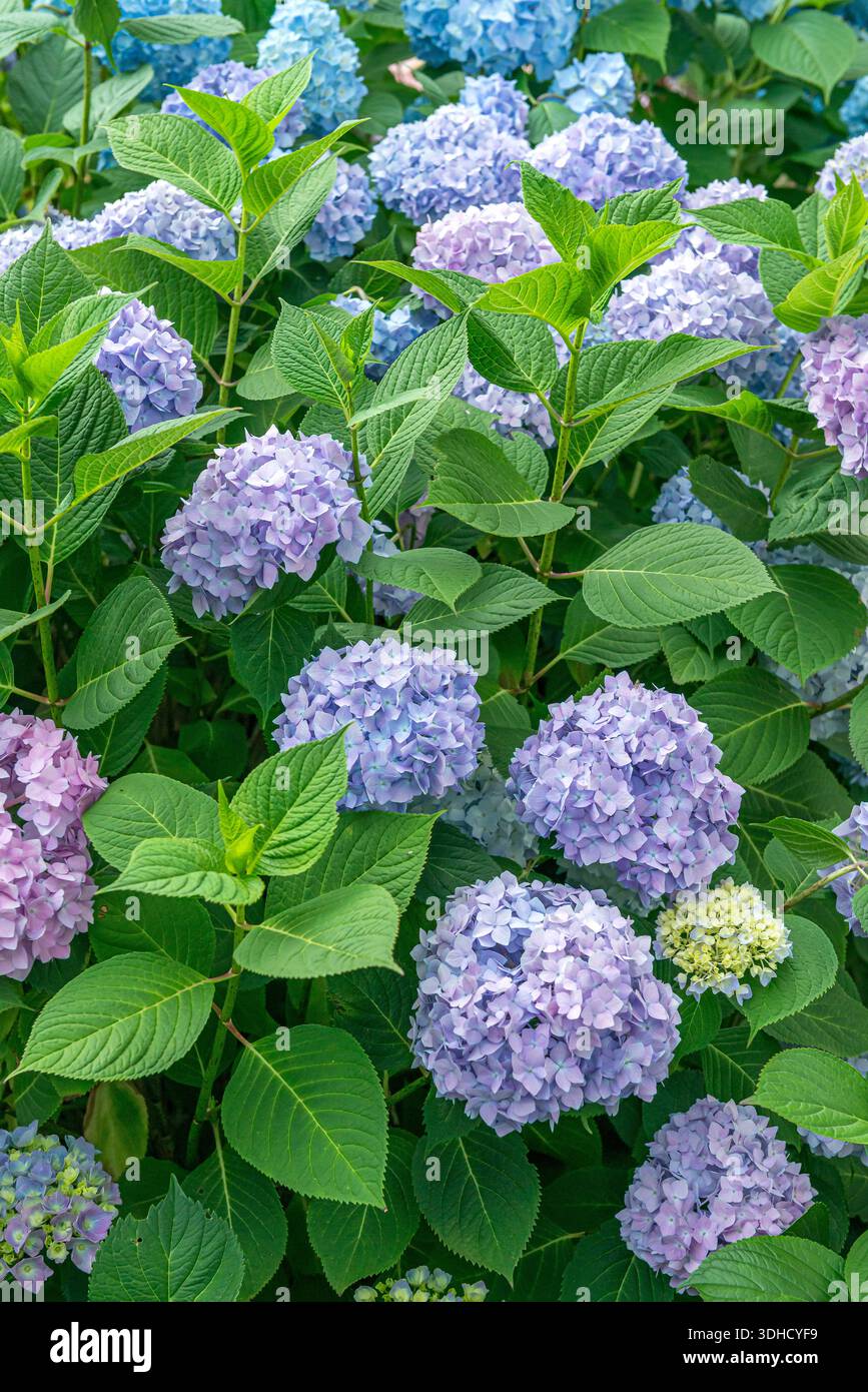 Garten-Hortensie (Hydrangea macrophylla ENDLESS SUMMER) Stock Photo