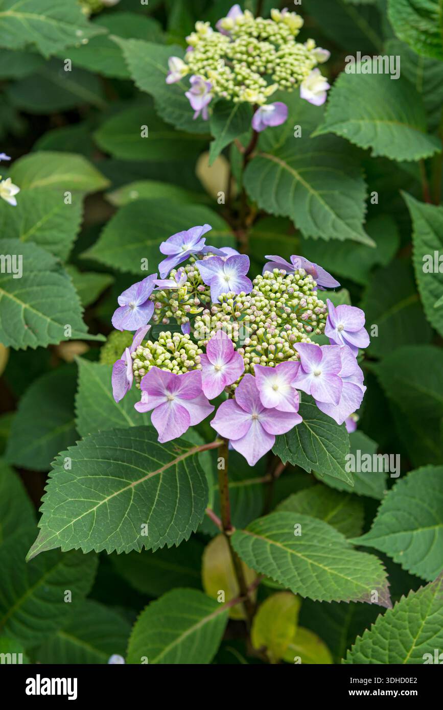 Twist And Shout Hortensie