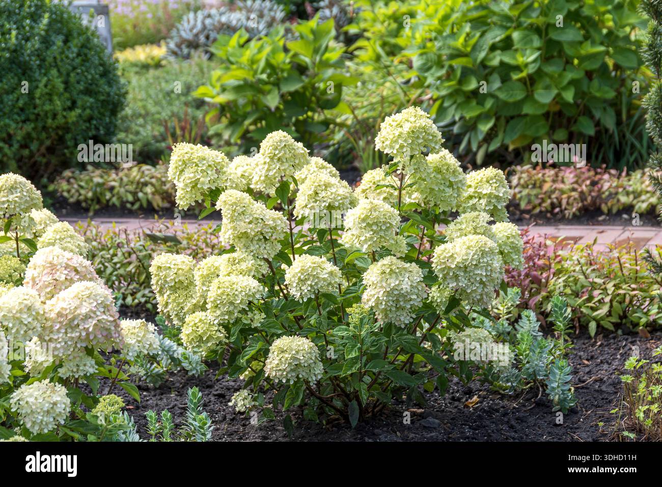 Zwerg-Rispen-Hortensie (Hydrangea paniculata LITTLE LIME) Stock Photo