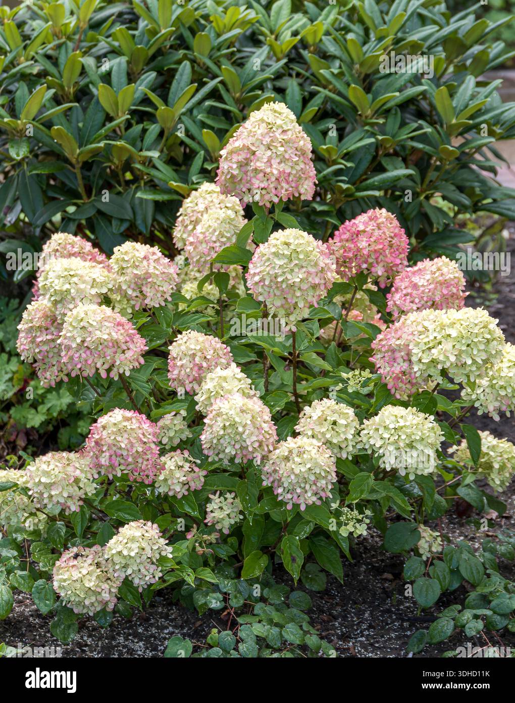 Zwerg-Rispen-Hortensie (Hydrangea paniculata LITTLE LIME) Stock Photo