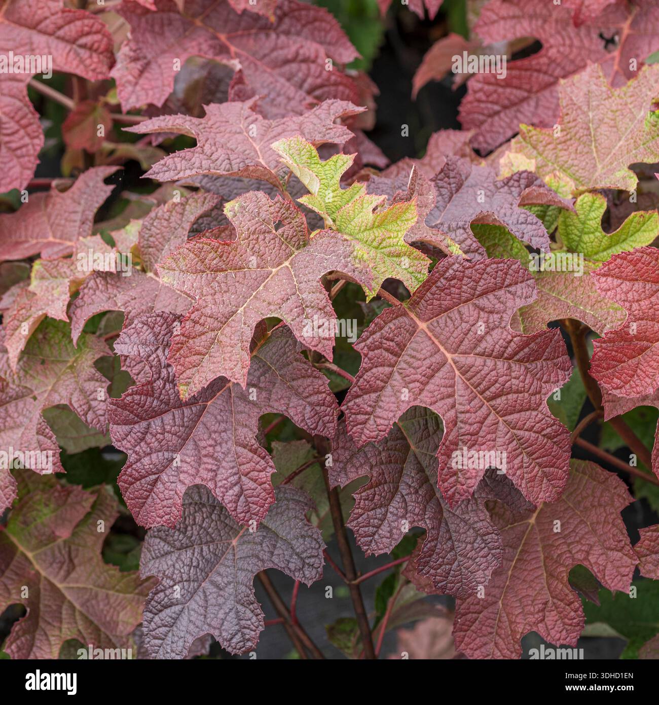 Eichenblatt-Hortensie (Hydrangea quercifolia 'Ruby Slippers') Stock Photo