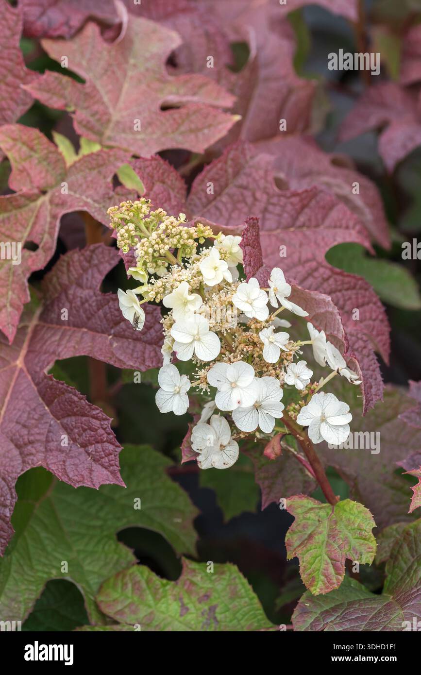 Eichenblatt-Hortensie (Hydrangea quercifolia 'Ruby Slippers') Stock Photo