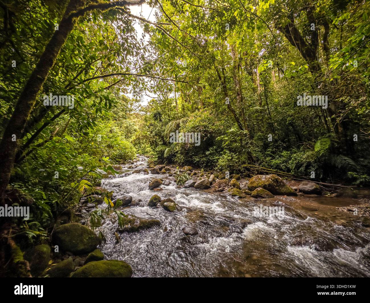 Costa Rica, Puntarenas Province, Coto Brus Municipality, Talamanca ...