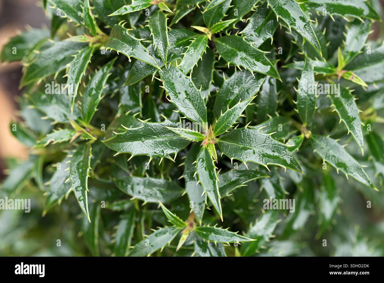 thuja homeopathic medicine Thuja Occidentalis 10M main image 1