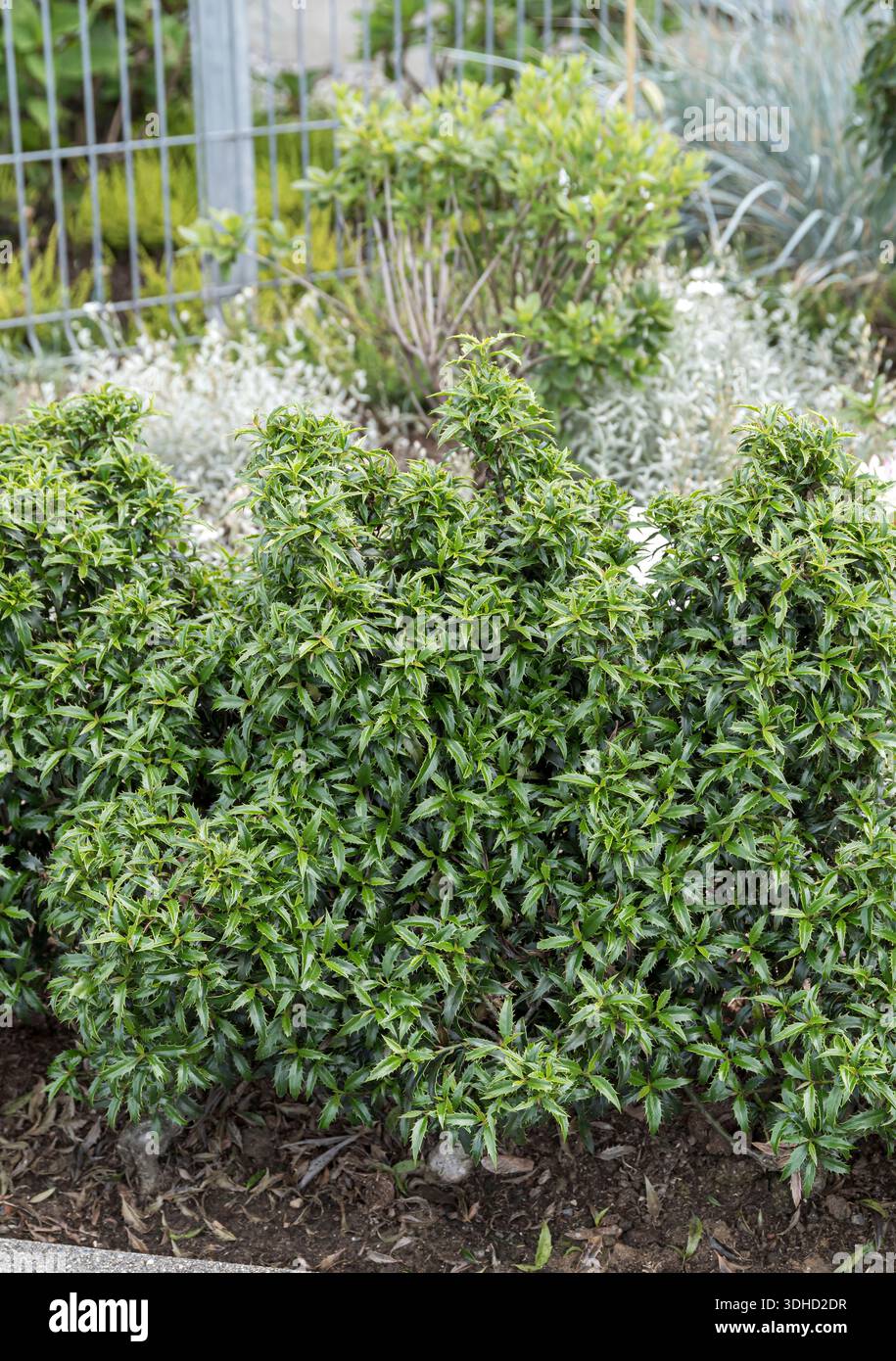 Zwerg-Stechpalme (Ilex aquifolium HECKENZWERG  Stock Photo - Alamy
