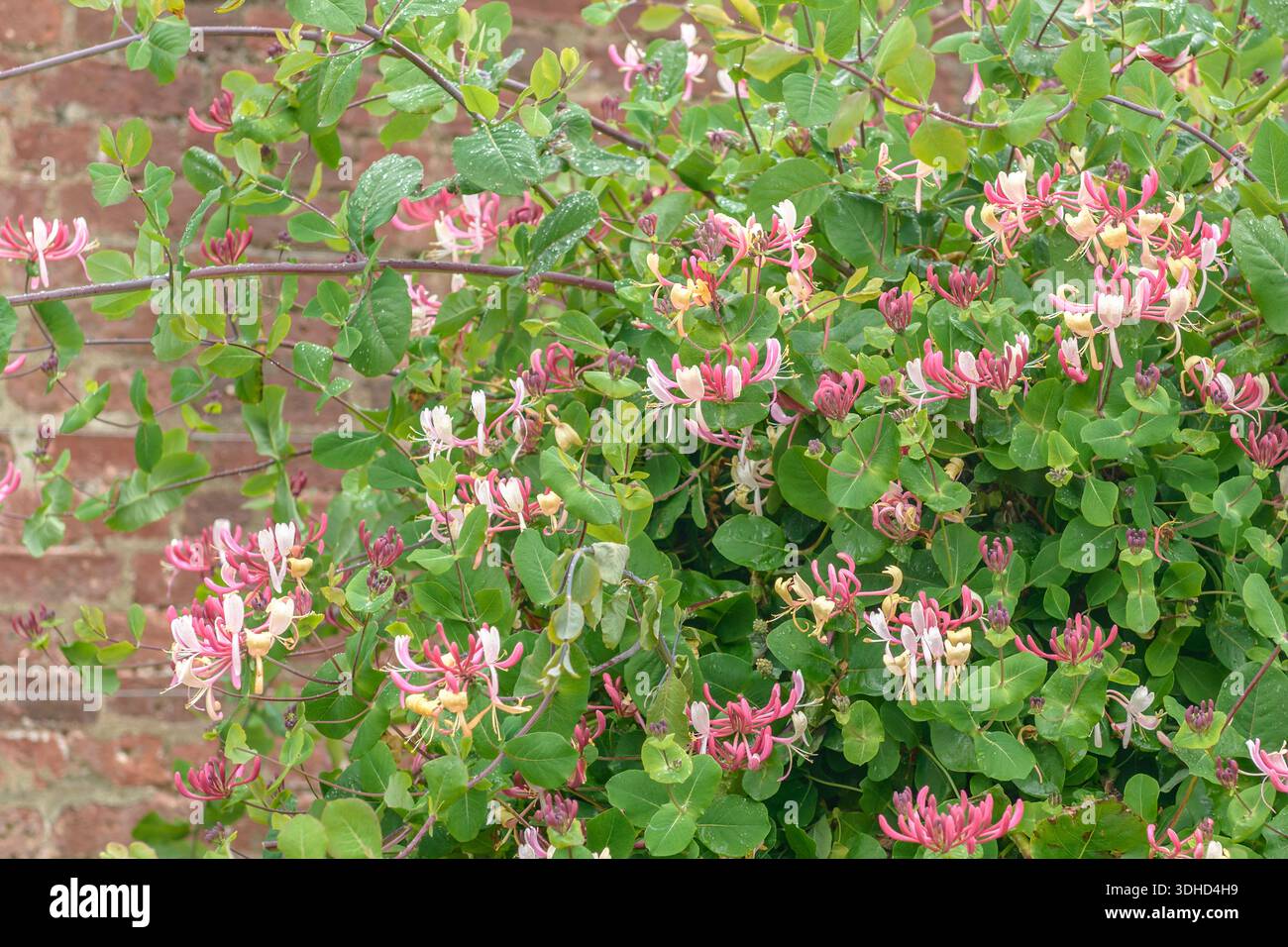 Lonicera periclymenum 'belgica' hi-res stock photography and images - Alamy