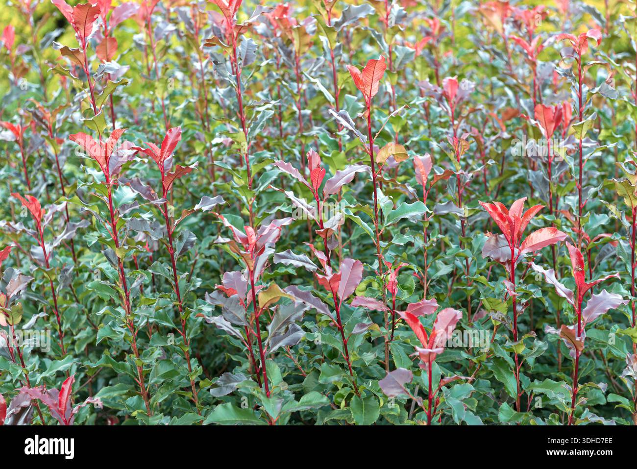 Glanzmispel (Photinia  fraseri MAGICAL VOLCANO Stock Photo - Alamy