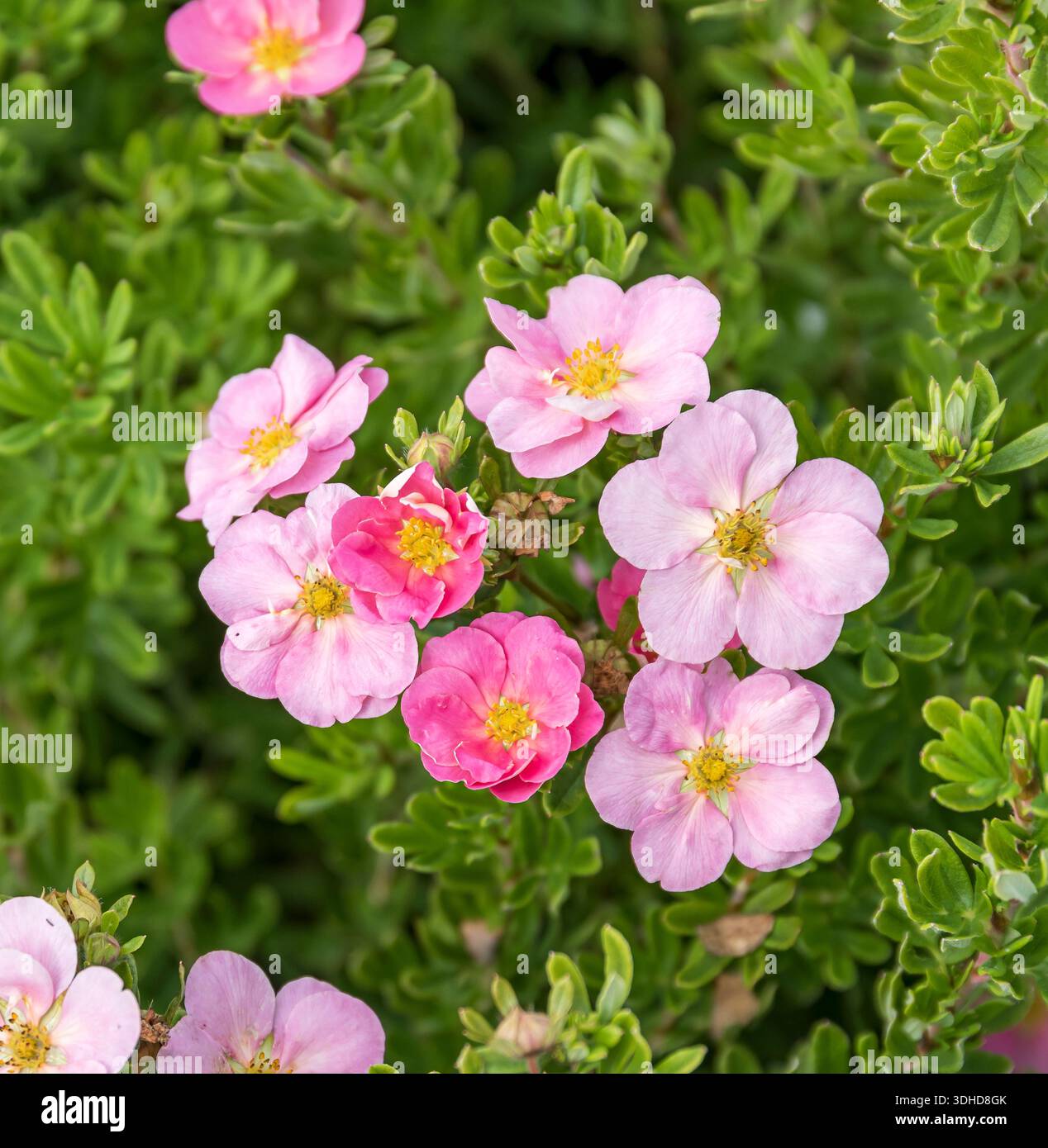 Fingerstrauch (Potentilla fruticosa LOVELY PINK) Stock Photo