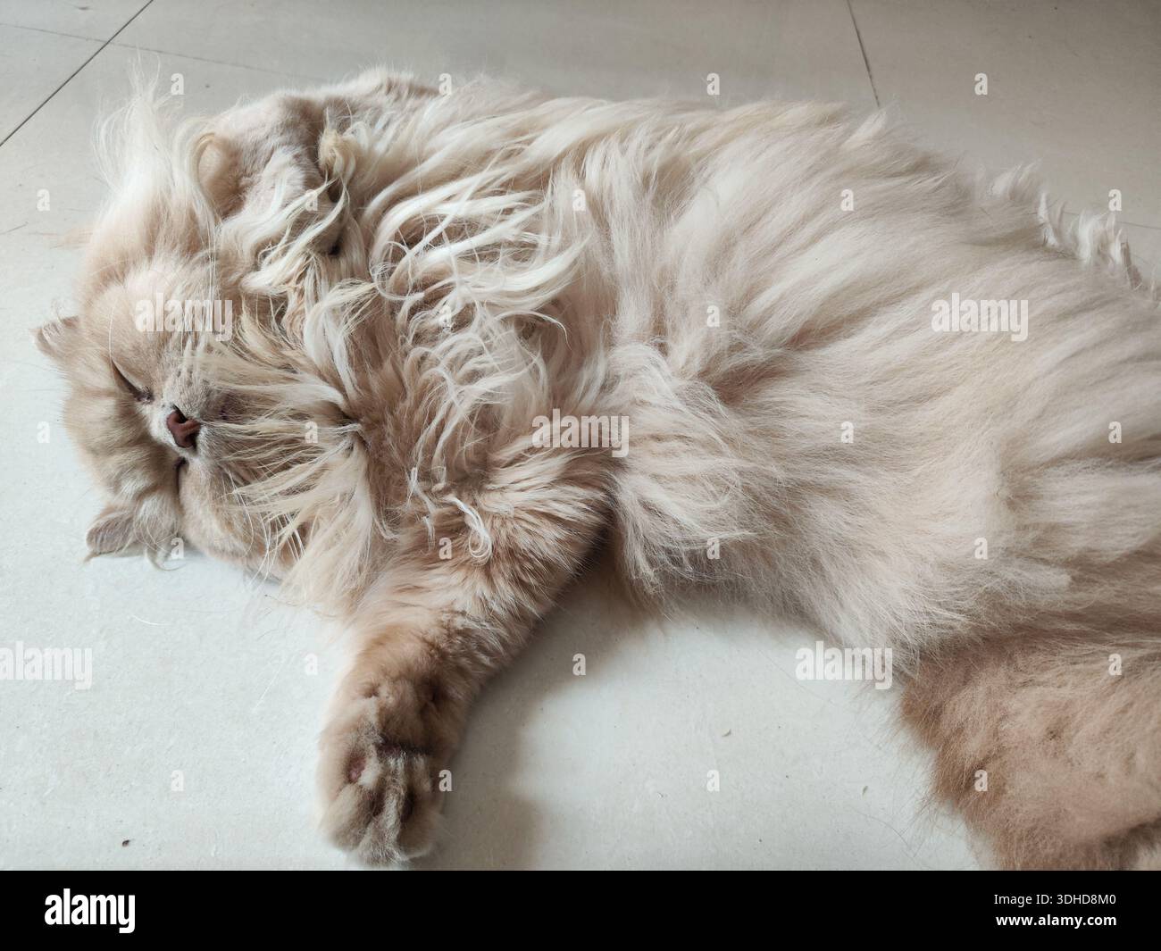 A fluffy Persian cat sleeping peacefully on a tiled floor Stock Photo