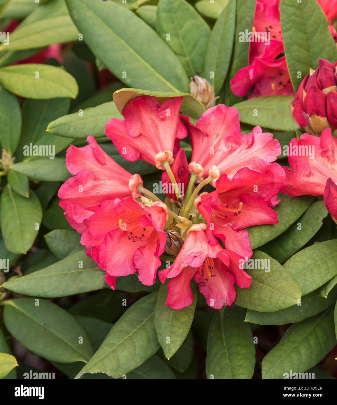 Rhododendron repens hi-res stock photography and images - Alamy