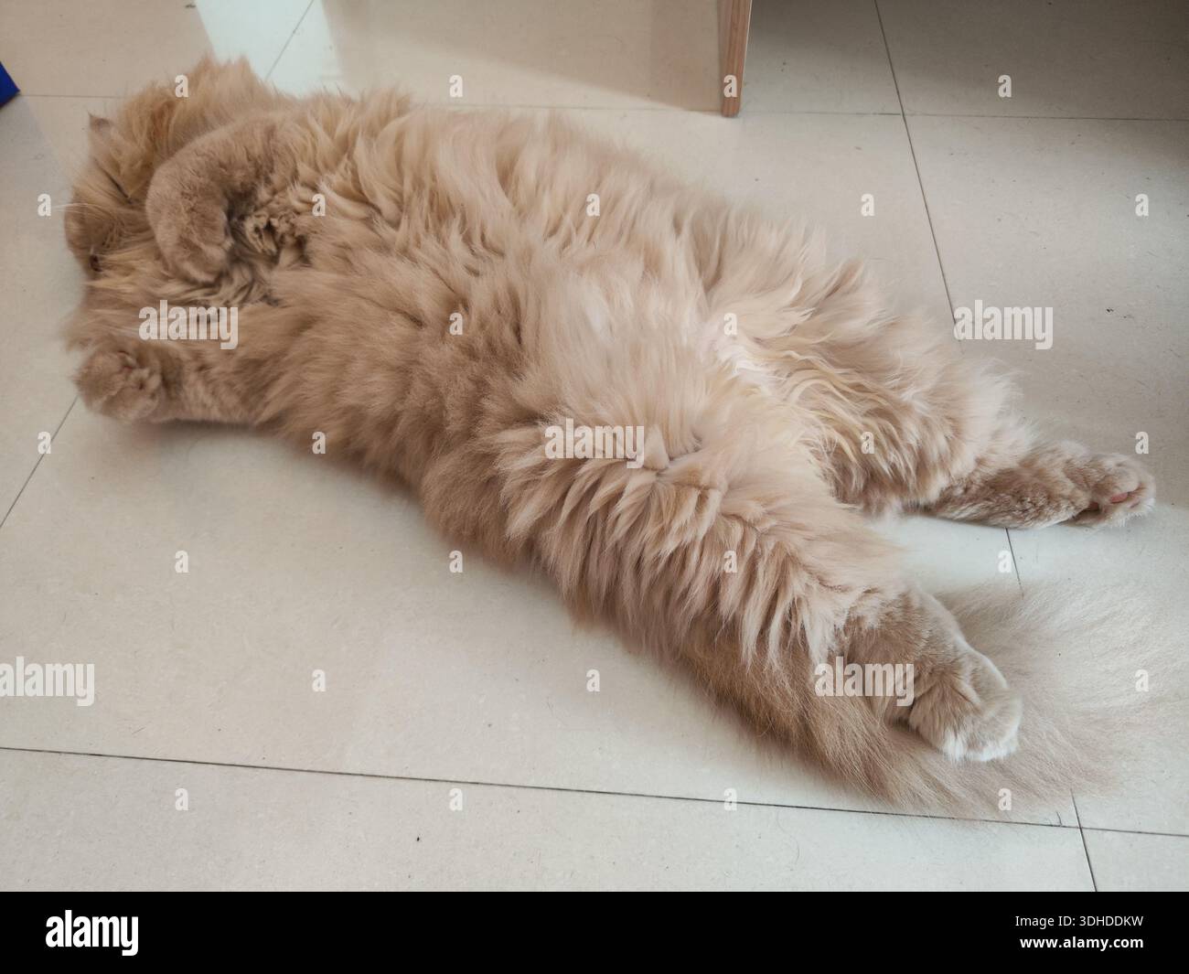 Fluffy ginger cat lying on its back on tiled floor Stock Photo