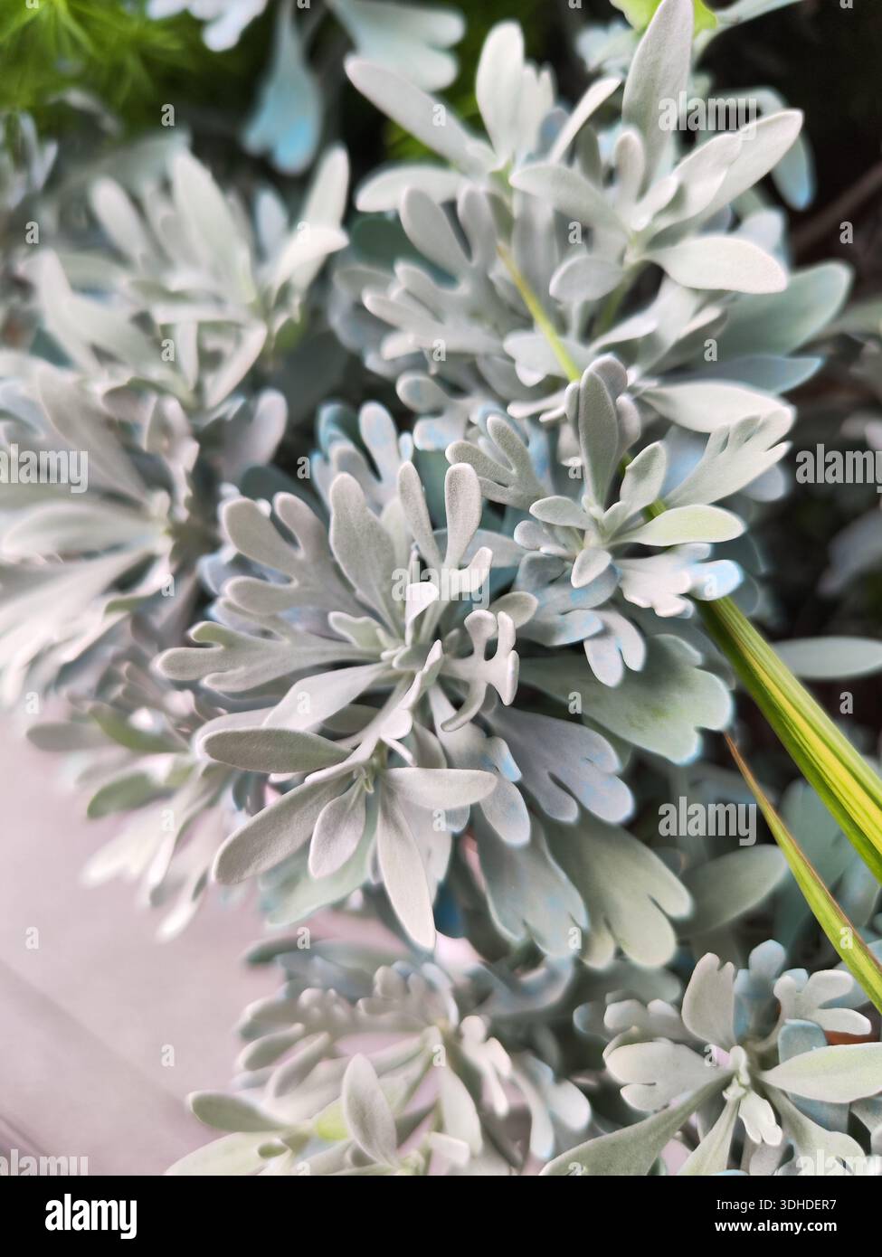 natrlicher dnger olivenbaum Olivenbaum Dnger von Flora Boost