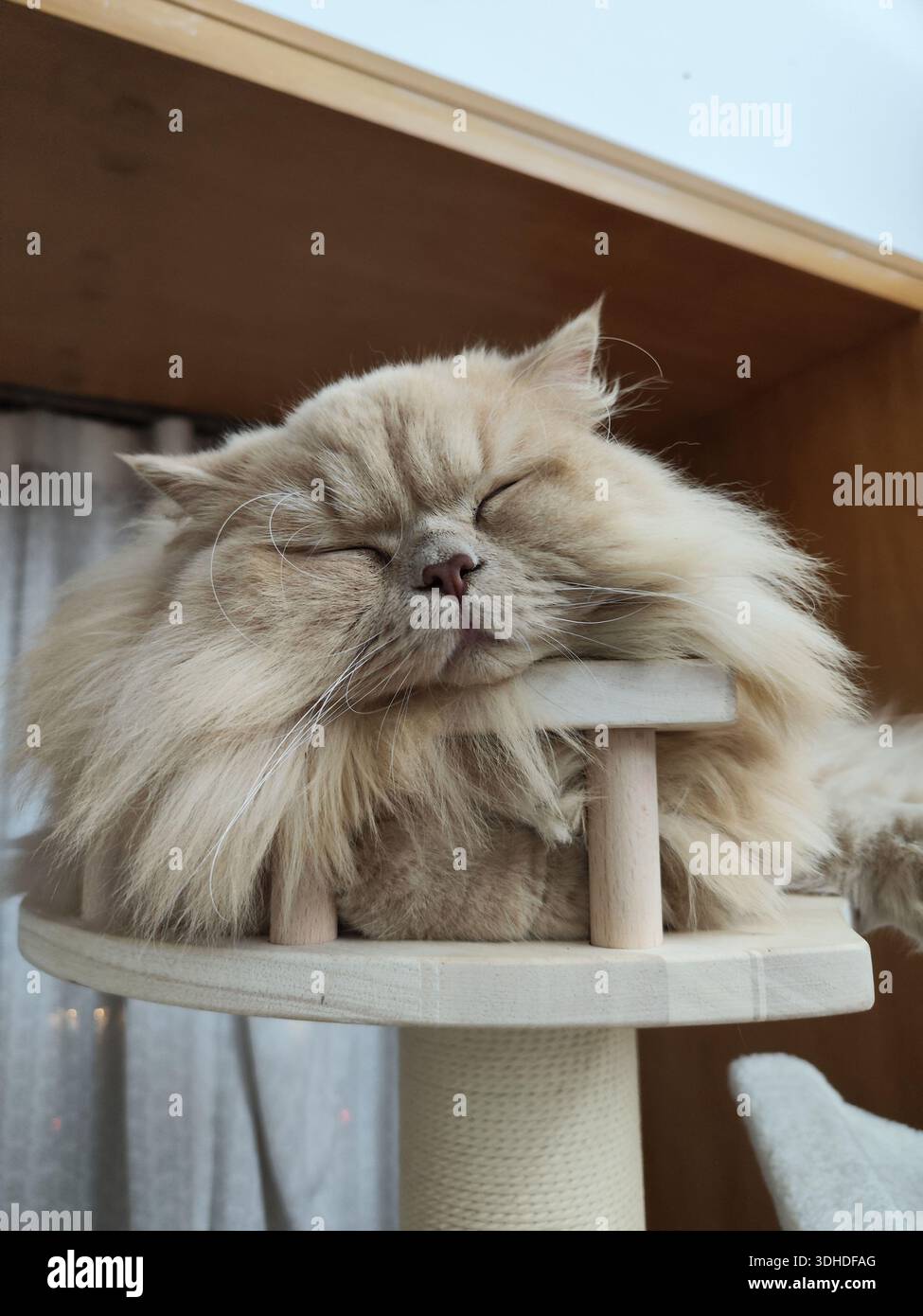 A fluffy Persian cat sleeping peacefully on a cat tree Stock Photo