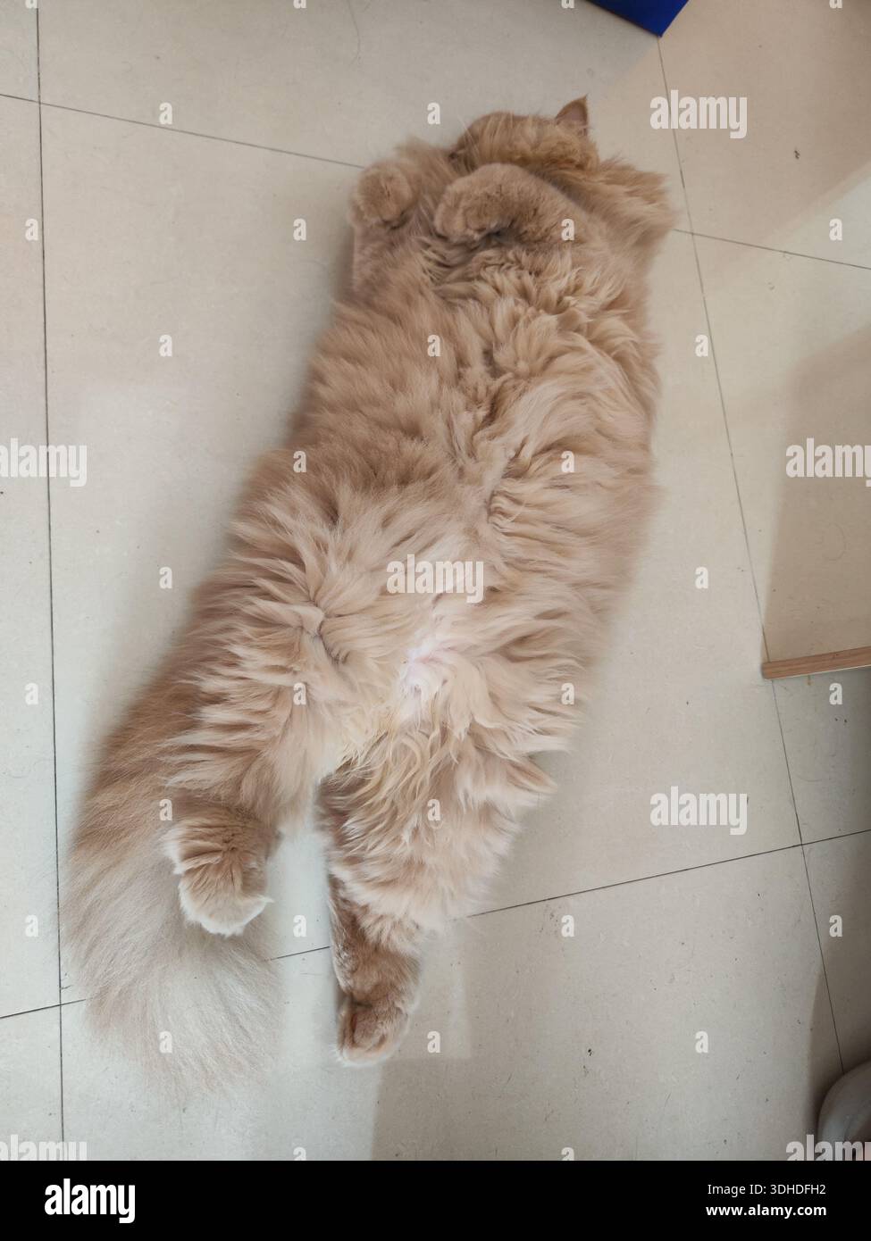 Fluffy ginger cat lying on its back on tiled floor Stock Photo