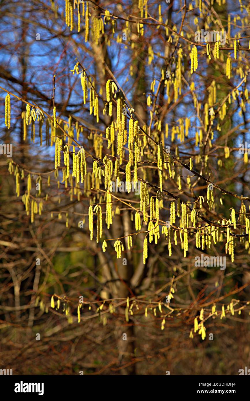 Catkins on a hazel tree in spring sunshine Stock Photo