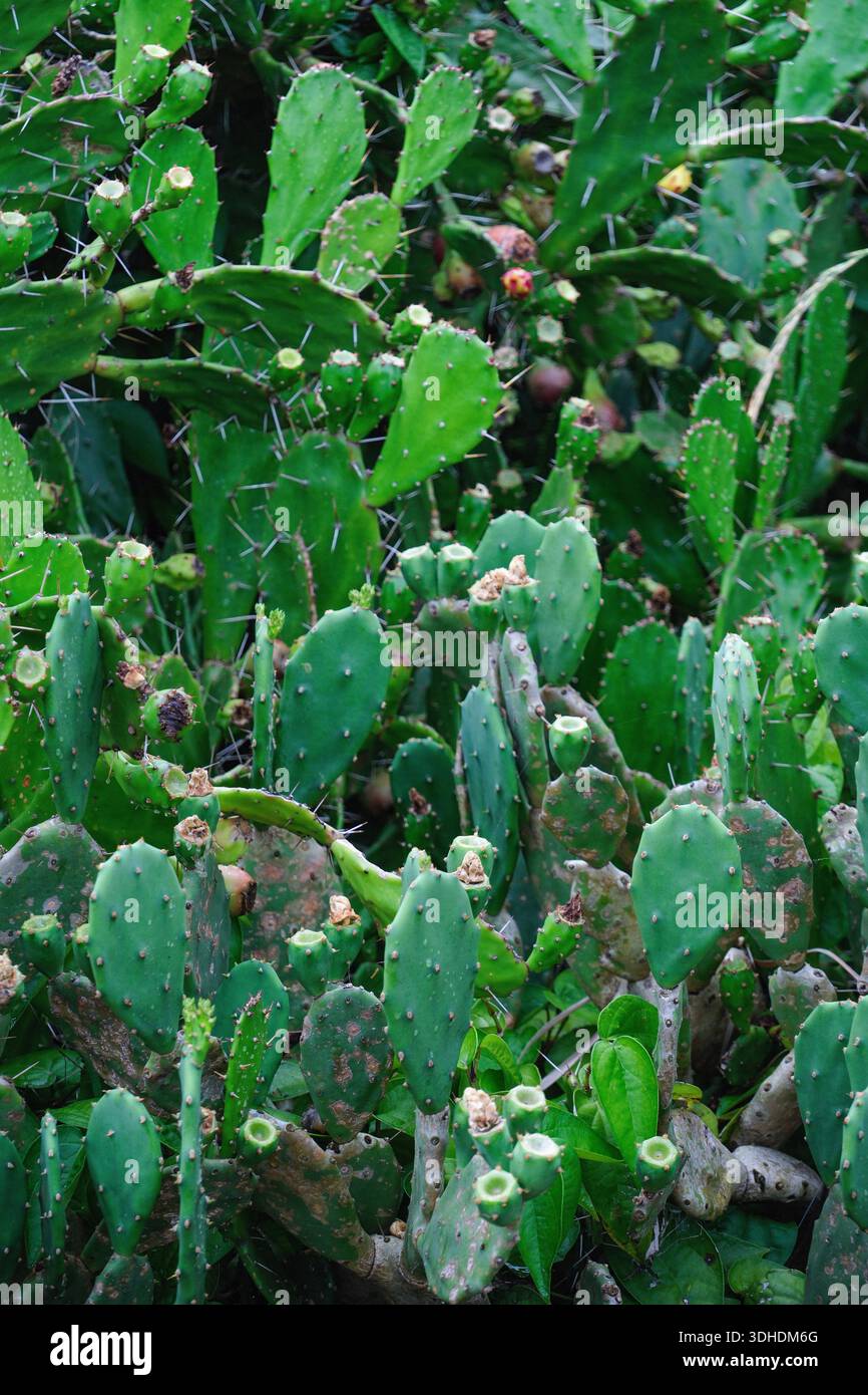 dracaena marginata substrat Dracaena marginata 'Green' – Snakeroot Botanicals main image 0