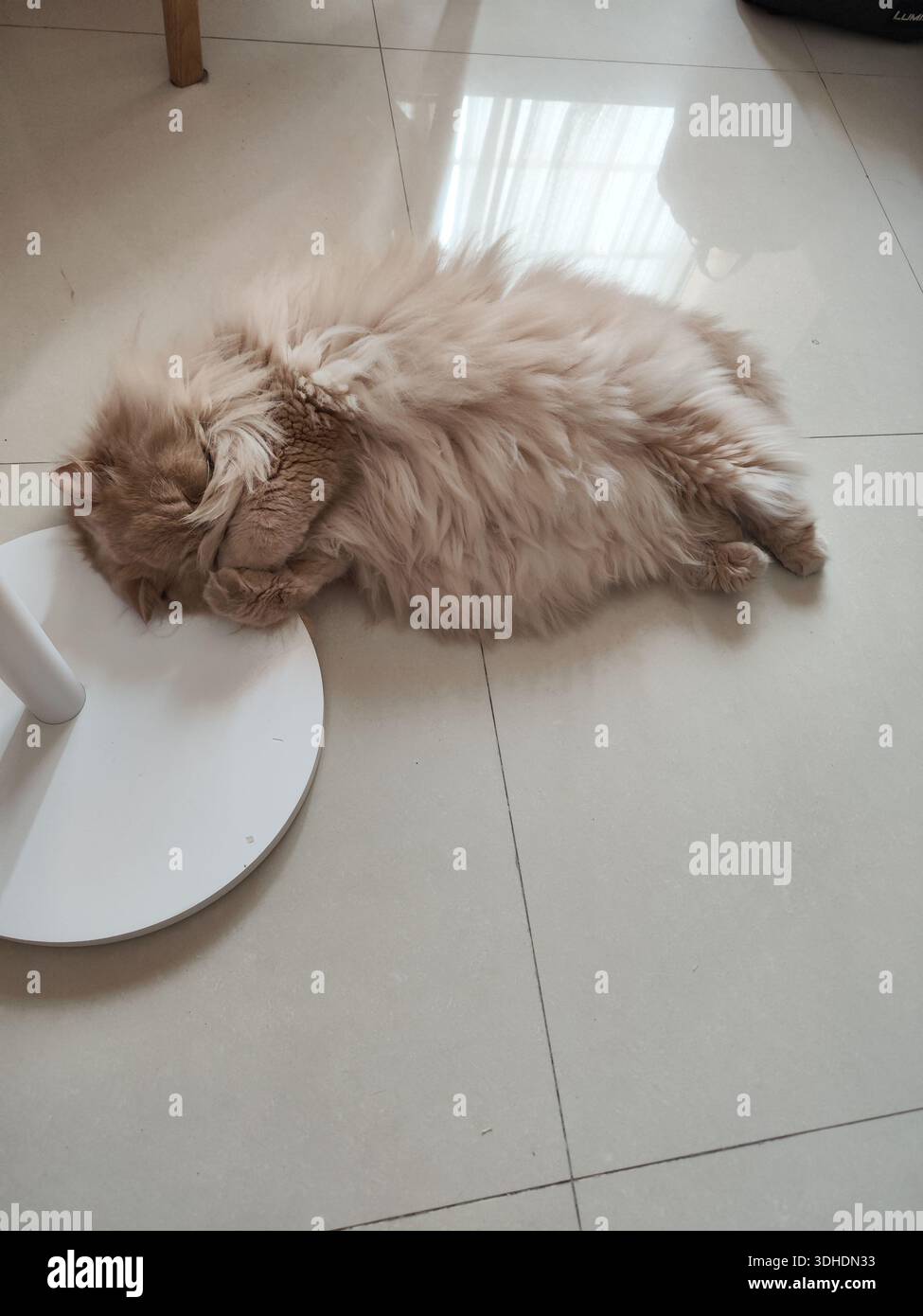 Fluffy ginger cat sleeping on tiled floor next to white table base Stock Photo