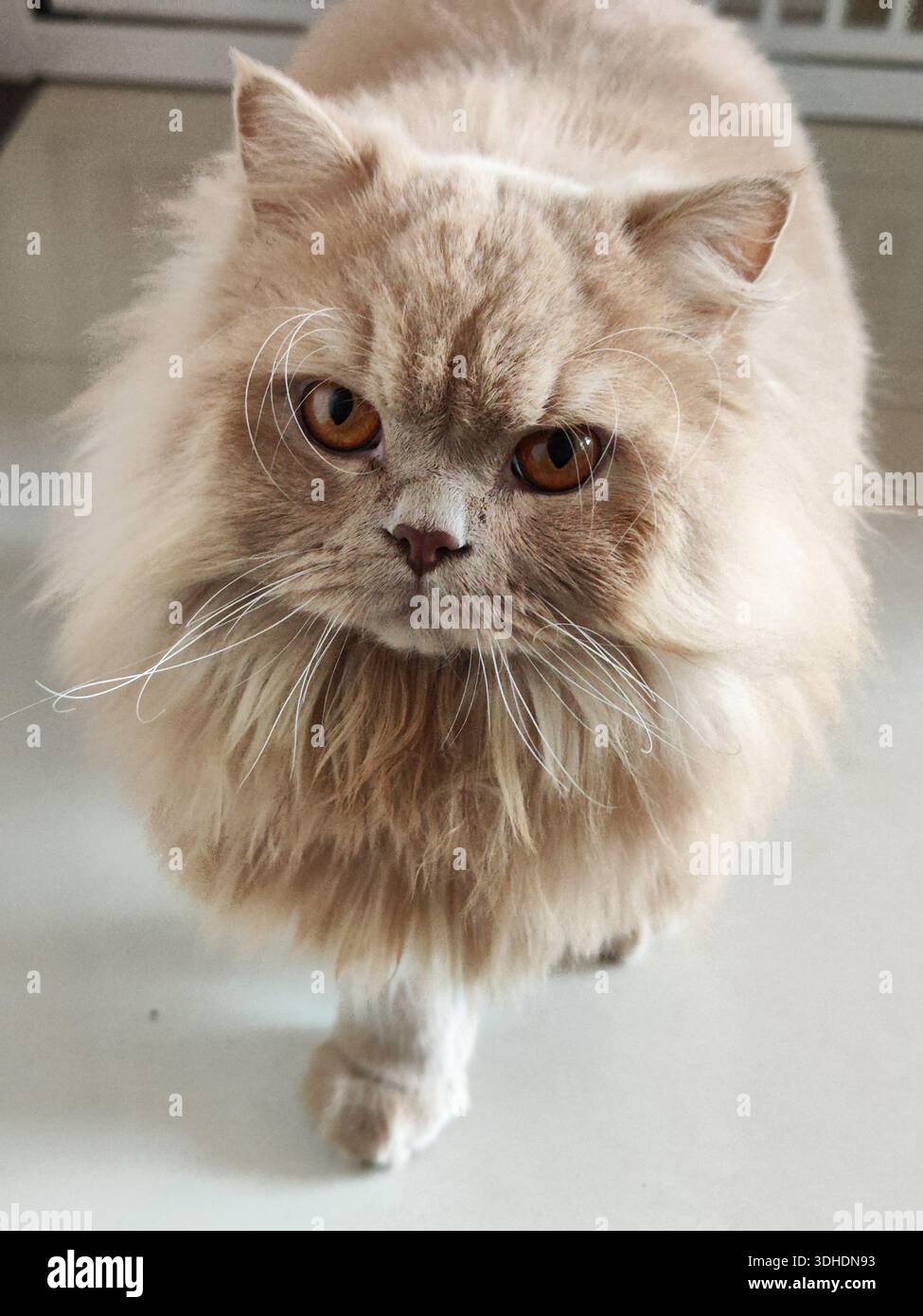 Fluffy Persian Cat with Expressive Eyes Staring Down Stock Photo