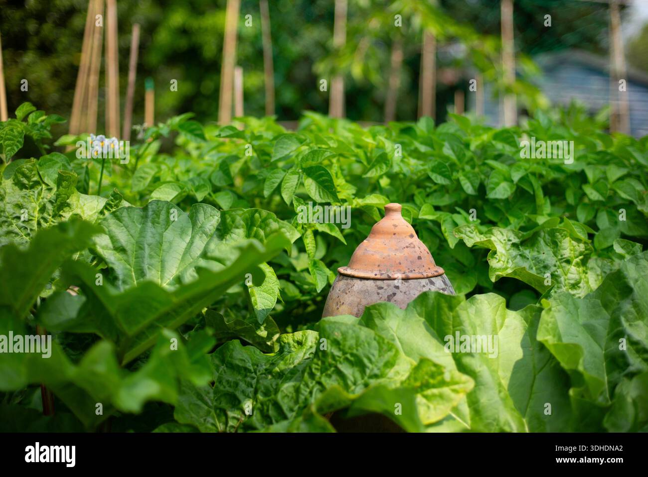 Rhubarb forcer and potatoes Stock Photo