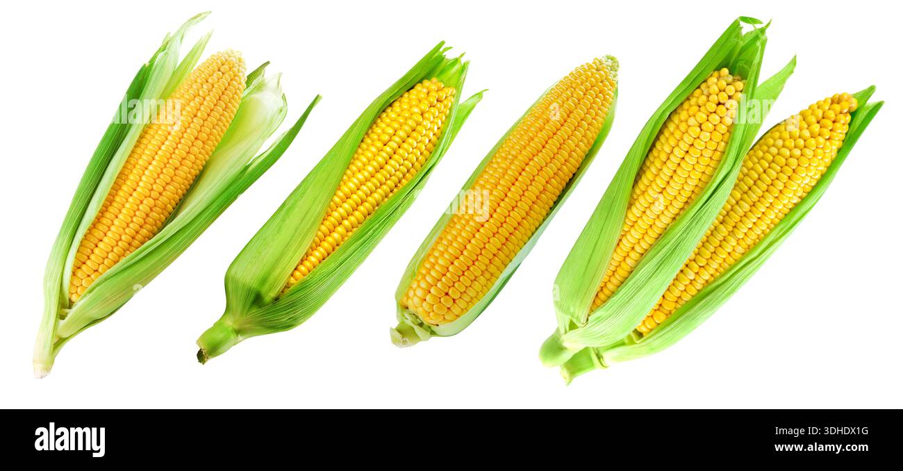 Corn on the cob kernels close up shot Clipping Path Stock Photo