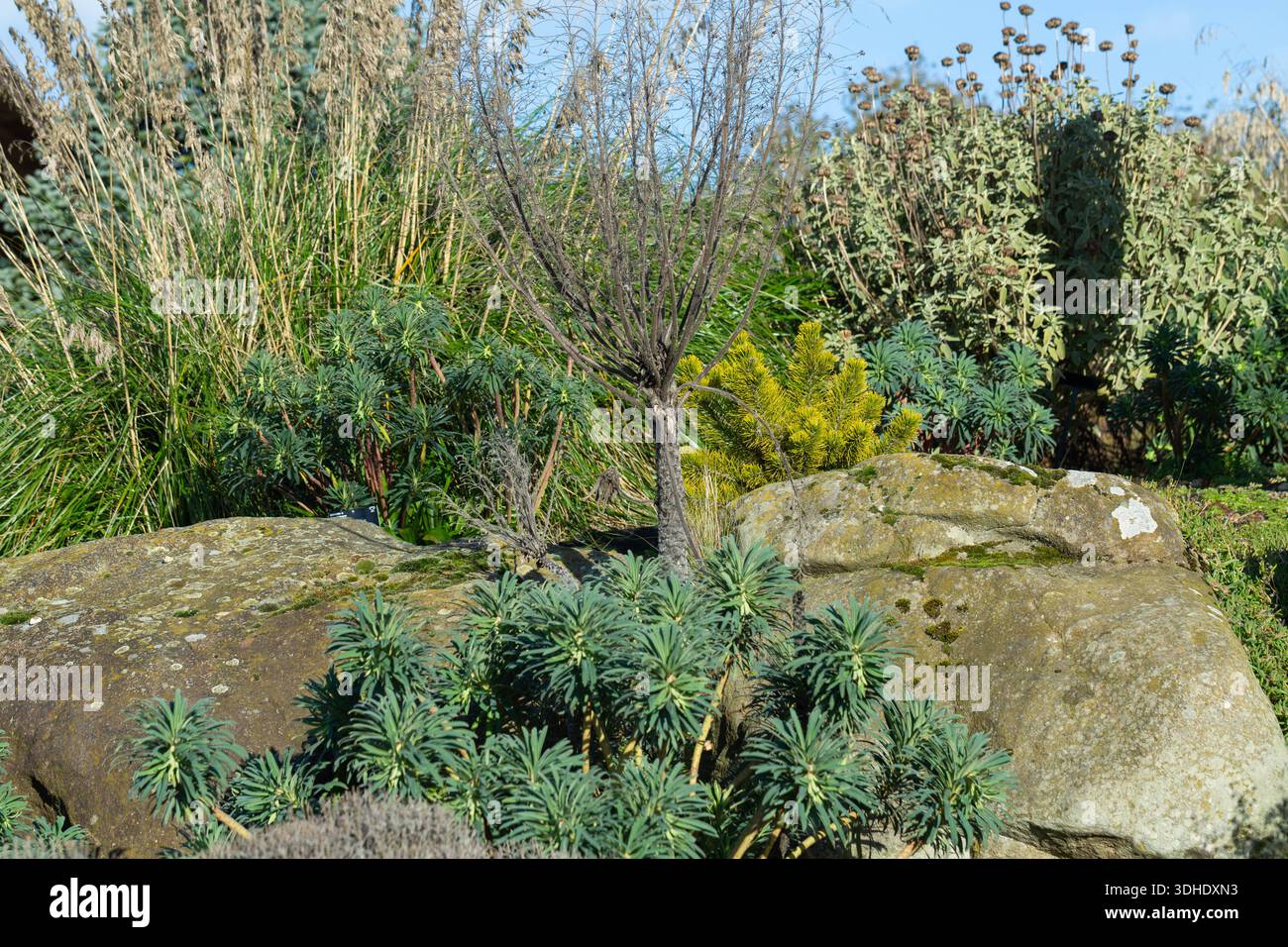 Grasses gravel garden hi-res stock photography and images - Alamy