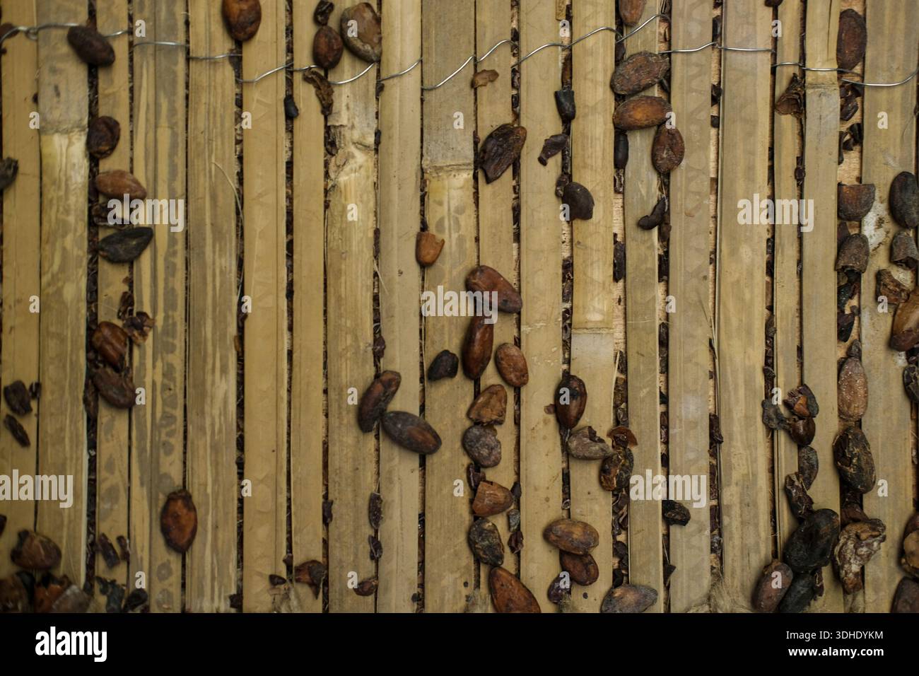 Cocoa beans and shell fragments spread across wooden slats with visible ...